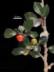 Cotoneaster marquandii: Dorsal view of branch with fruit.
 Image: D. Glenny © Landcare Research 2017 CC BY 3.0 NZ
